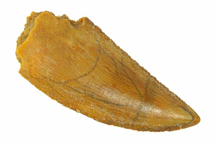 Serrated, Raptor Tooth - Real Dinosaur Tooth #294614